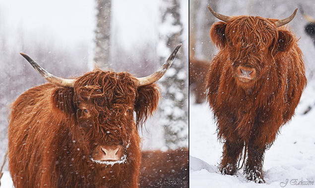 © Johannes Ericsson