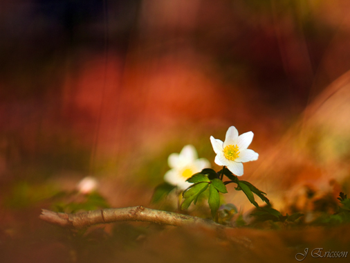 © Johannes Ericsson